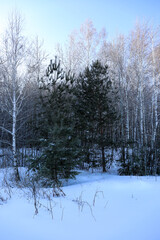 Winter forest. Three pines among birches. Snowy field. Winter landscape. Fantastic forest. Winter background
