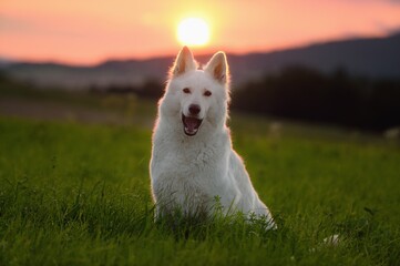 White Swiss Shepherd dog sits in the meadow in evening  Weisser Schweizer Schäferhund