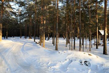 Winter forest. Snowy road in the forest. Tracks in the snow from the car. The sun's rays glisten in the snow. Pine forest