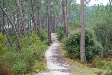 Pathway in french landes park pine forest