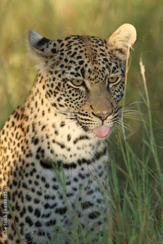 Sticker The African leopard (Panthera pardus pardus) female portrait in the grass. Portrait of a young leopard female with her tongue out in the morning sun.