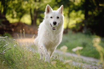 Naklejka na ściany i meble funny White Swiss Shepherd dog- Berger Blanc Suisse runs in the meadow
