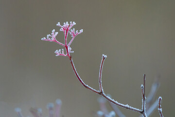 Closeup of a pink branch covered in ice on a winter morning