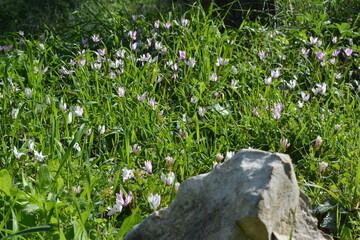 Delicate bloom of wild cyclamen in Galilee in Israel.