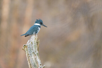 Belted kingfisher fishing perched on a branch over the Huron river