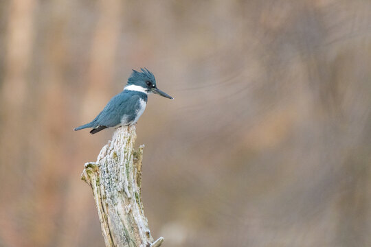 Belted kingfisher fishing perched on a branch over the Huron river