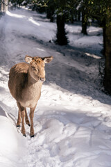 Hirschkuh im Naturpark Steinwald im Winter