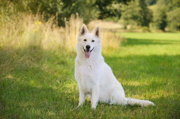White Swiss Shepherd dog sits in the flower meadow Weisser Schweizer Schäferhund