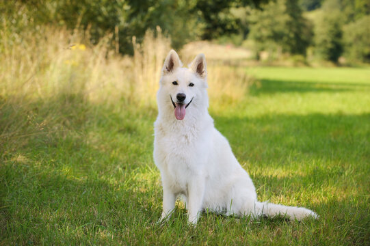 White Swiss Shepherd dog sits in the flower meadow Weisser Schweizer Sch&auml;ferhund