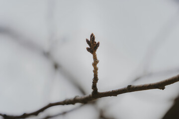 冬を乗り越えた桜の蕾