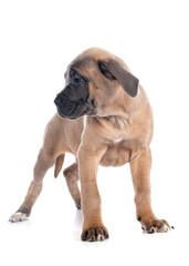 Obraz premium puppy cane corso