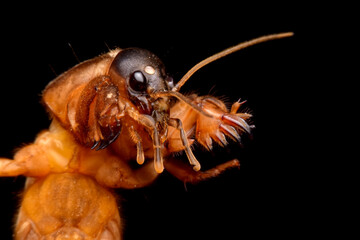 Closeup gryllotalpidae on black background