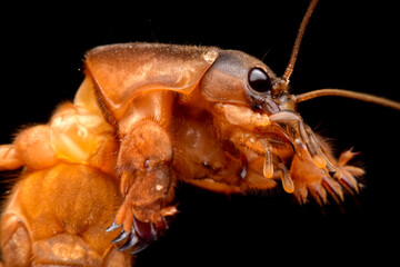 Closeup gryllotalpidae on black background