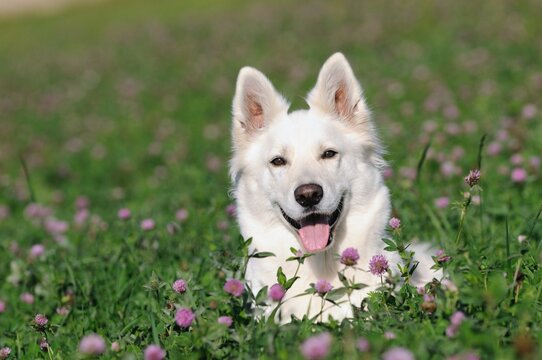 White Swiss Shepherd dogliesin the flower meadow Weisser Schweizer Schäferhund