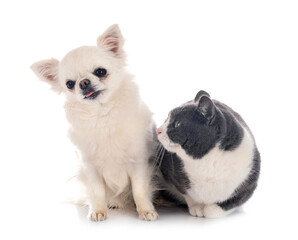 feral cat and chihuahua