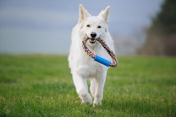 White Swiss Sherherd - Berger Blanc Suisse runs  with tires in the field or meadow