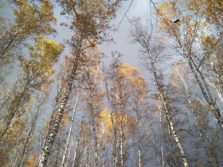 treetops in a birch forest with branches autumn leaves in the sky Siberian nature