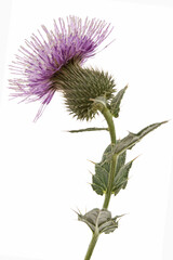 Flower of thistle, lat. Carduus, isolated on white background