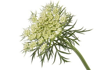 Inflorescence of carrots,  white carrot flowers, isolated on white background
