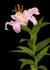 Big pink flower of oriental lily, isolated on black background