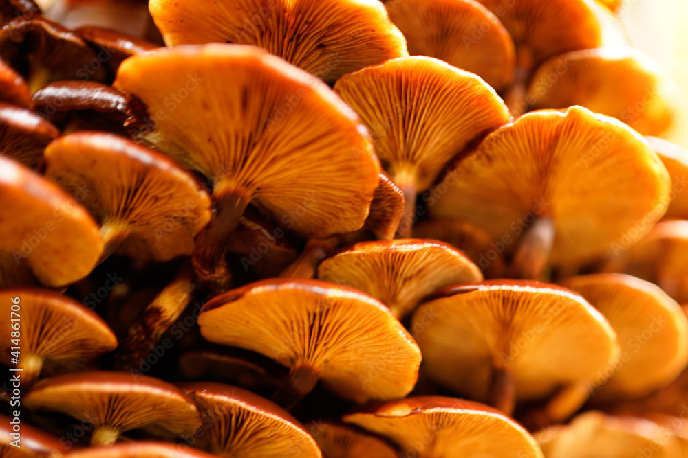 Sticker Low angle shot of mushrooms on a tree bar