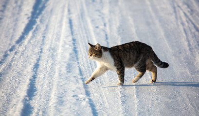 Obraz premium The cat crosses the snowy road