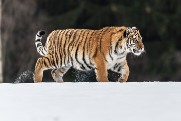 Fototapeta na wymiar Tiger in wild winter nature, running in the snow. Action wildlife scene with dangerous animal. Cold winter in taiga, Russia. Snowflakes with beautiful Siberian tiger, Panthera tigris altaica