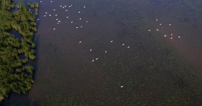 Aerial view of the wetland with the mute swans, Crna Mlaka, Croatia