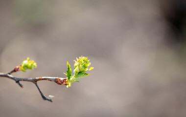 Blossoming bud on a tree in spring.