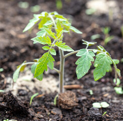 Tomato seedling in the ground