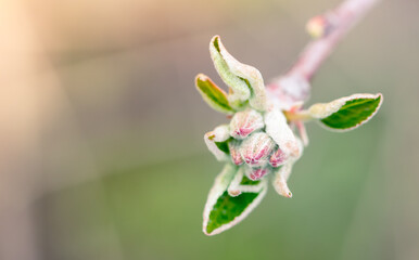 Blooming bud on an apple tree in spring.