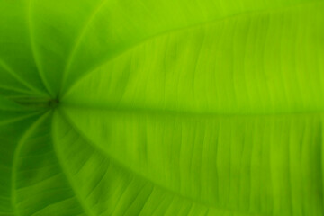 background Green natural color gives a refreshing mood, suitable for use in nature and refreshing graphics.