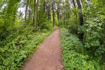 Hiking trail in a pine forest on a summer day