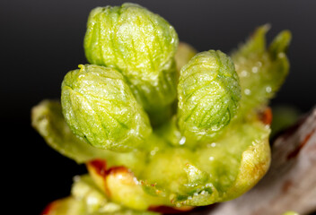 Buds with flowers on branches of cherry in spring.