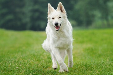 White Swiss Shepherd dog runs in the meadow Weisser Schweizer Sch&auml;ferhund