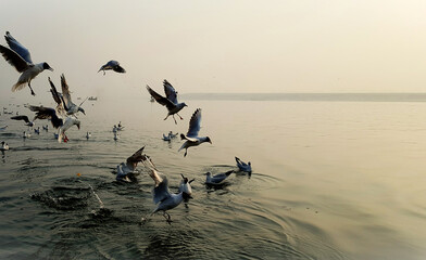 Seagulls enjoying in the morning in ganges river