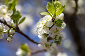 Flowers on branches of cherry