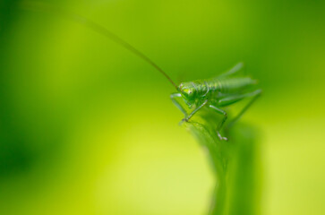 Green grasshopper on plant leaves.