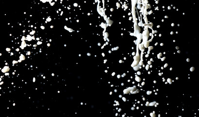 Naklejka na ściany i meble Splashes of white milk isolated on a black background.