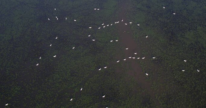 Aerial view of the wetland with the mute swans, Crna Mlaka, Croatia