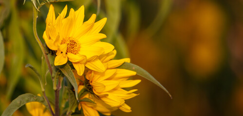 Beautiful yellow flowers in the garden. Nature