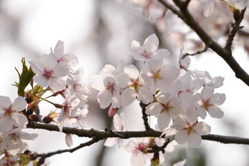 桜の花アップ