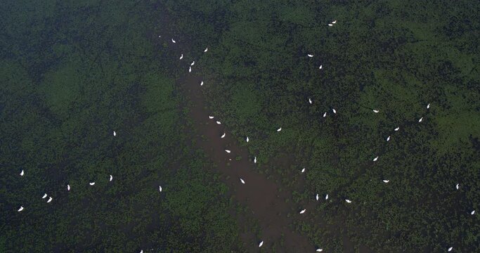 Aerial view of the wetland with the mute swans, Crna Mlaka, Croatia