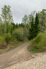 Fototapeta na wymiar Rural road to the spring forest