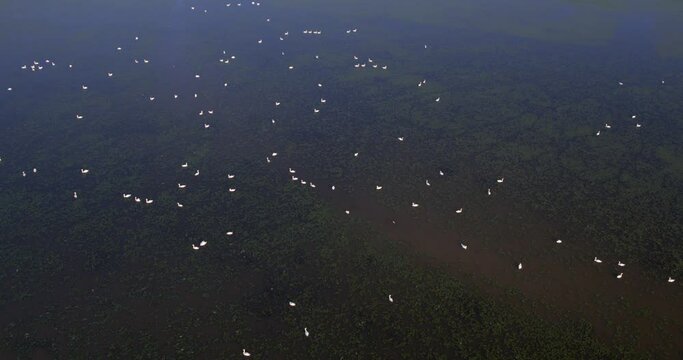 Aerial view of the wetland with the mute swans, Crna Mlaka, Croatia