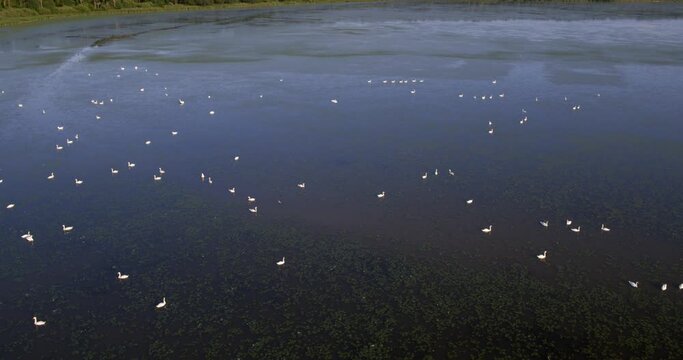 Aerial view of the wetland with the mute swans, Crna Mlaka, Croatia