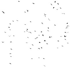 A flock of birds isolated on a white