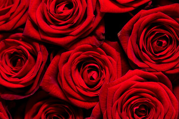 Red rose flowers as background.