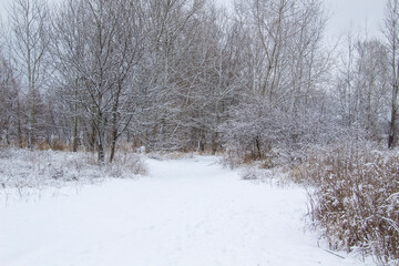 Beautiful winter background with trees and weeds frozen under the snow and frost.  Amazing snowy landscape