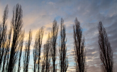 Fototapeta premium Bare branches on a tree at sunset.